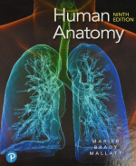Human Anatomy 9th Edition Marieb & Mallatt PDF